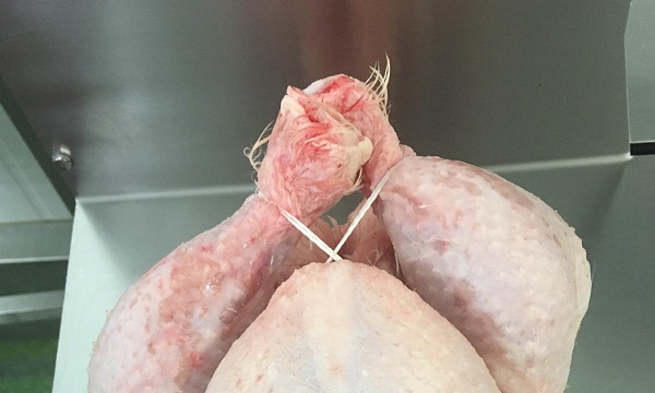 Chicken Trussing Machine